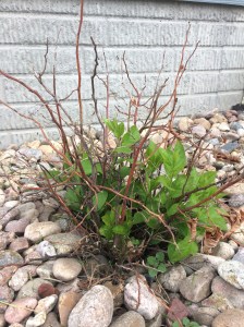 Plant with dead stems and spring growth